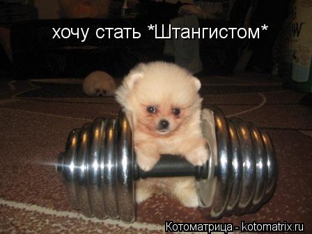 Котоматрица: хочу стать *Штангистом*