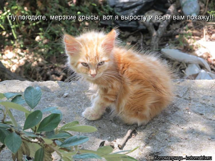 Котоматрица: Ну погодите, мерзкие крысы, вот я выросту и всем вам покажу!!