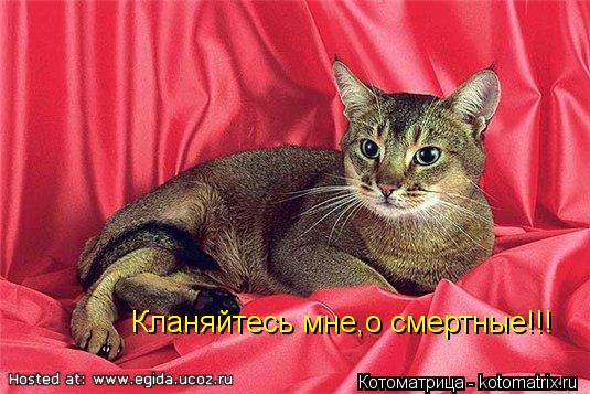 Котоматрица: Кланяйтесь мне,о смертные!!!