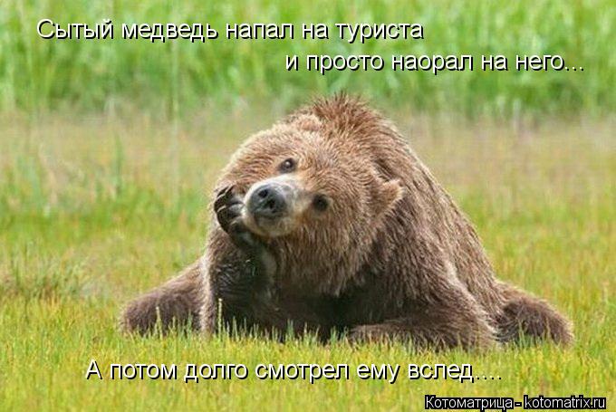 Котоматрица: Сытый медведь напал на туриста  и просто наорал на него...  А потом долго смотрел ему вслед....