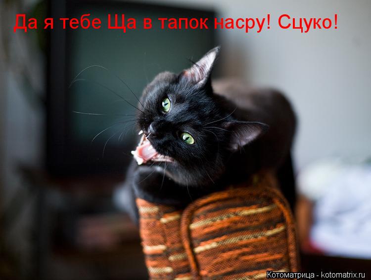 Котоматрица: Да я тебе Ща в тапок насру! Сцуко!