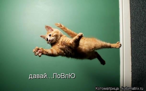 Котоматрица: давай...ЛоВлЮ