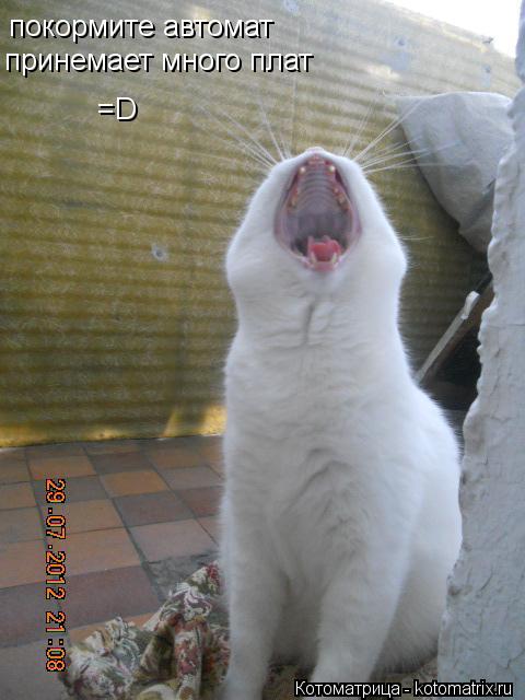 Котоматрица: покормите автомат  принемает много плат =D