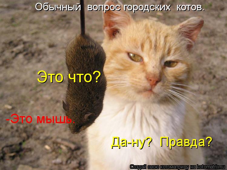 Это что? Да-ну? Правда? Обычный вопрос городских котов. -Это мышь.... Котоматрица: Это что? Да-ну? Правда? Обычный вопрос городских котов. -Это мышь.