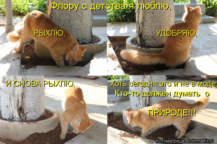 Котоматрица: Флору с детства я люблю, РЫХЛЮ,                                       УДОБРЯЮ, И СНОВА РЫХЛЮ,               Хоть сегодня это и не в моде, Кто-то должен думать  о ПРИРО