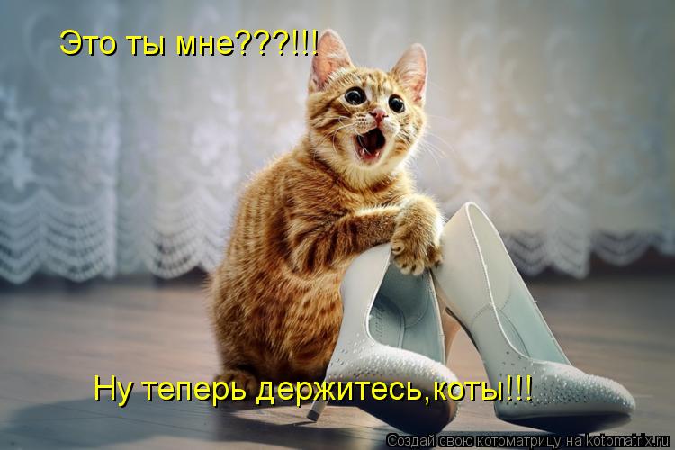 Котоматрица: Это ты мне???!!! Ну теперь держитесь,коты!!!