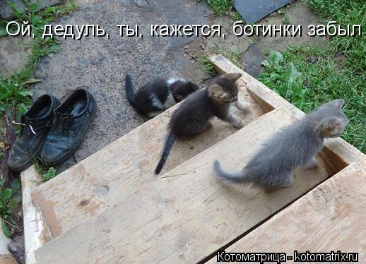 Котоматрица: Ой, дедуль, ты, кажется, ботинки забыл