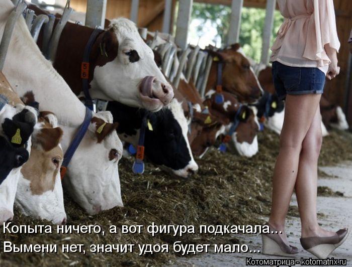 Котоматрица: Копыта ничего, а вот фигура подкачала... Вымени нет, значит удоя будет мало...