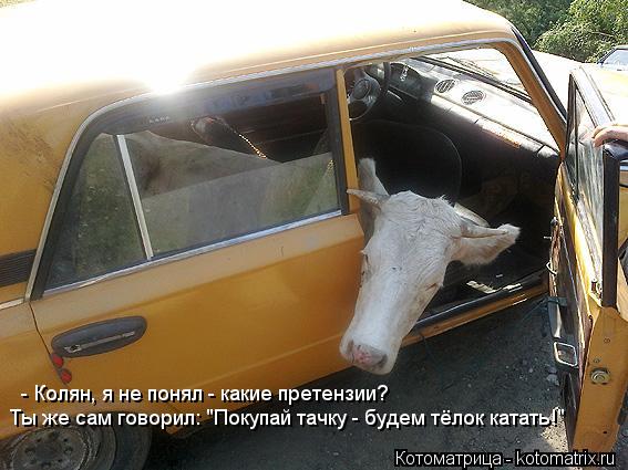 Котоматрица: - Колян, я не понял - какие претензии?: ты же сам сказал - - Колян, я не понял - какие претензии? Ты же сам говорил: "Покупай тачку - будем тёлок кат