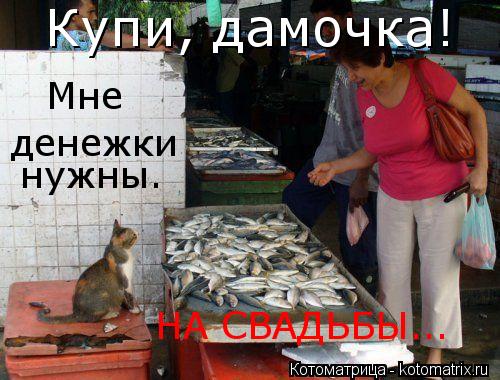 Котоматрица: Купи, дамочка! денежки нужны. Мне НА СВАДЬБЫ...