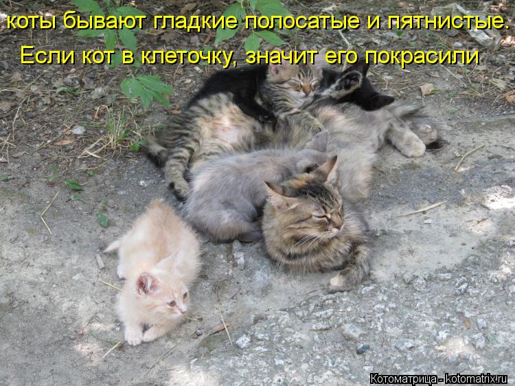 Котоматрица: коты бывают гладкие полосатые и пятнистые.  Если кот в клеточку, значит его покрасили