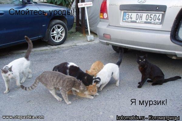 Котоматрица: Смойтесь уроды!!! Я мурзик!