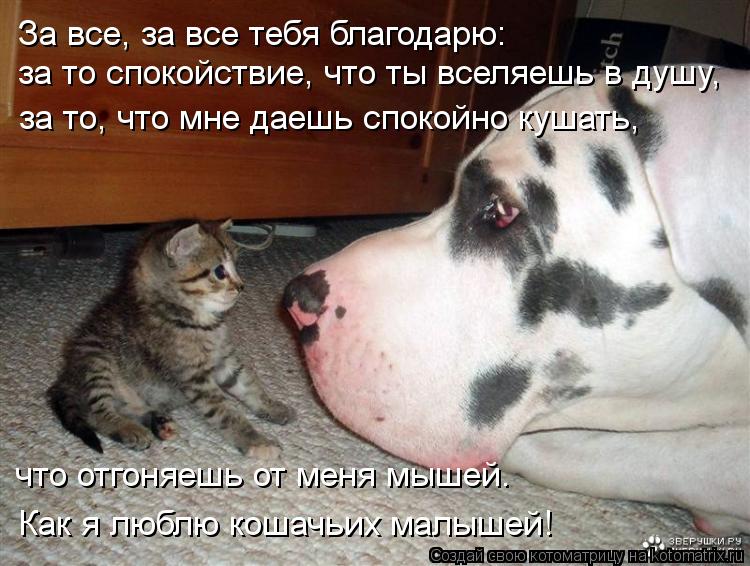За все, за все тебя благодарю: за то спокойствие, что ты вселяешь в душу, за то, что мне даешь спокой... Котоматрица: За все, за все тебя благодарю: за то спокойствие, что ты вселяешь в душу, за то, что мне даешь спокойно кушать, что отгоняешь от меня мышей. Ка