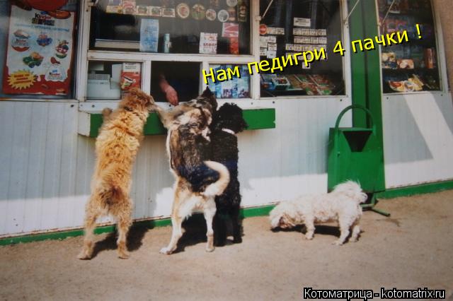 Котоматрица: Нам педигри 4 пачки ! Нам педигри 4 пачки !