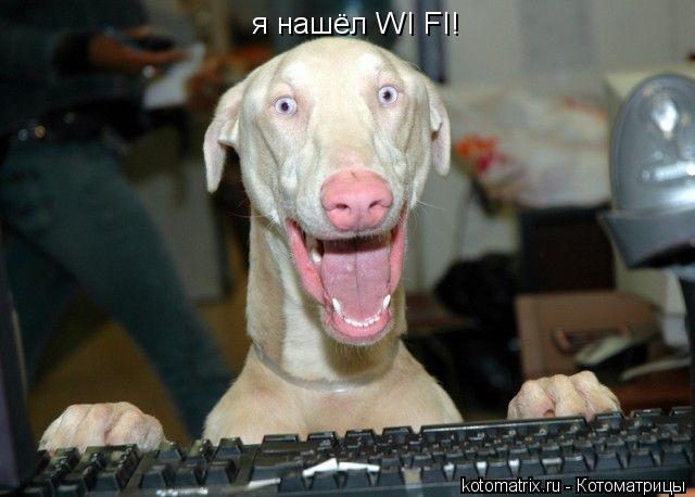 Котоматрица: я нашёл WI FI!