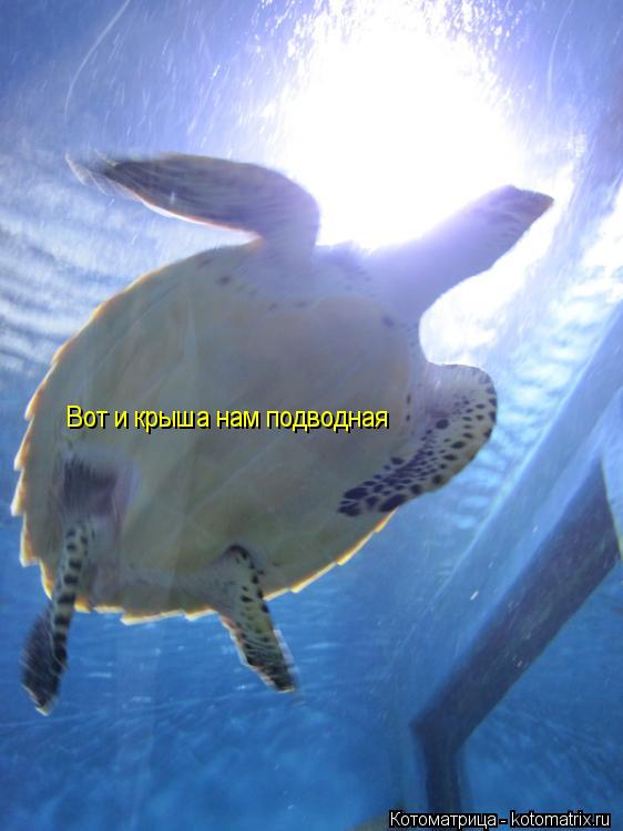 Котоматрица: Вот и крыша нам подводная