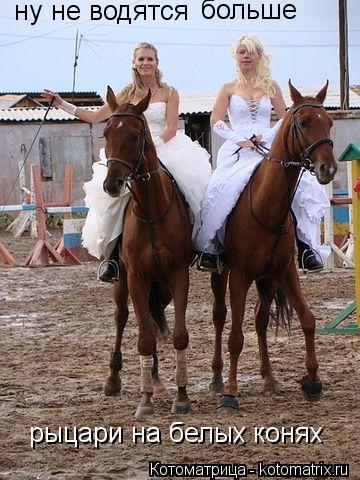 Котоматрица: ну не водятся  больше  рыцари на белых конях