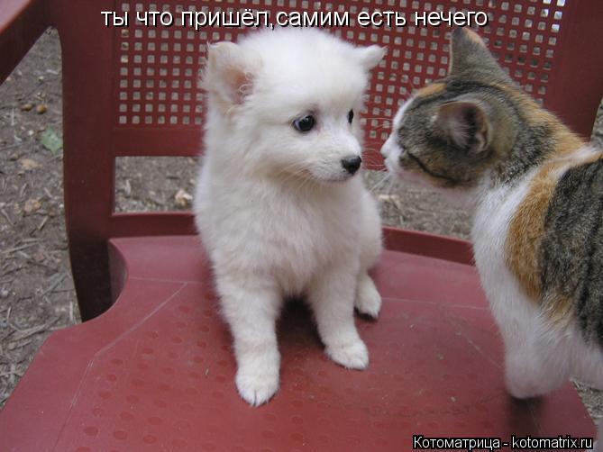 Котоматрица: ты что пришёл,самим есть нечего