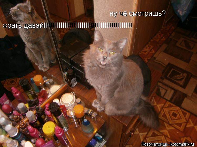 Котоматрица: ну чё смотришь? жрать давай!!!!!!!!!!!!!!!!!!!!!!!!!!!!!!!!!!!!!!!!!!
