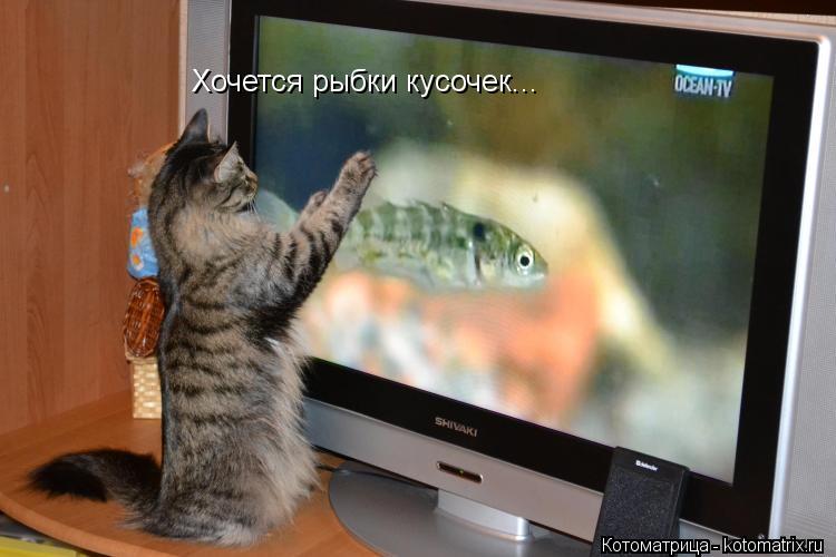 Котоматрица: Хочется рыбки кусочек...
