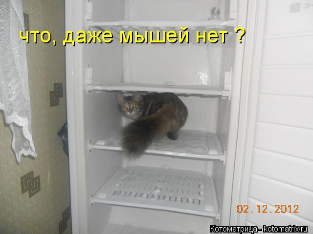 Котоматрица: что, даже мышей нет ?