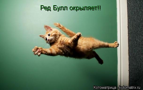 Котоматрица: Ред Булл окрыляет!!