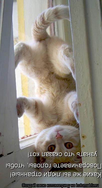 Котоматрица: Какие же вы люди странные! Поворачиваете головы, чтобы узнать что сказал кот!