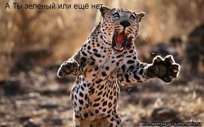 Котоматрица: А Ты зеленый или ещё нет