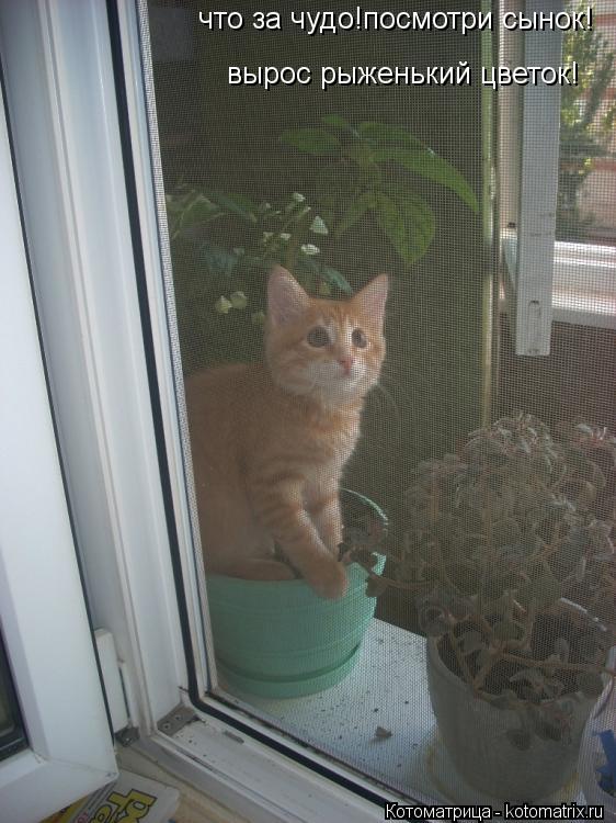 Котоматрица: что за чудо!посмотри сынок! вырос рыженький цветок!