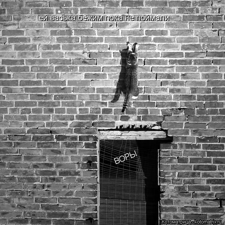 Котоматрица: ей васька бежим пока не поймали  ВОРЫ