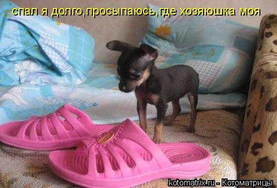 Котоматрица: спал я долго,просыпаюсь,где хозяюшка моя