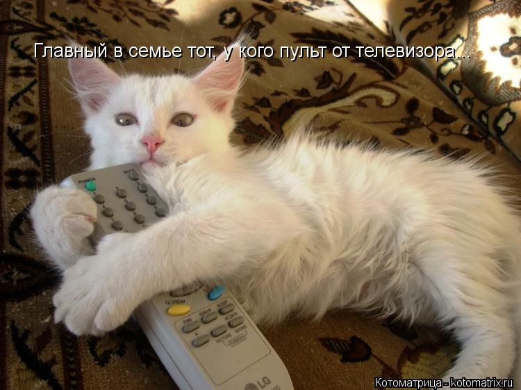 Котоматрица: Главный в семье тот, у кого пульт от телевизора...