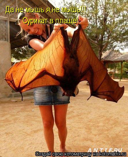Котоматрица: Да не мышь я,не мышь!!! Сурикат в плаще!