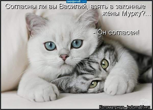 Котоматрица: Согласны ли вы Василий, взять в законные жёны Мурку?... - Он согласен!