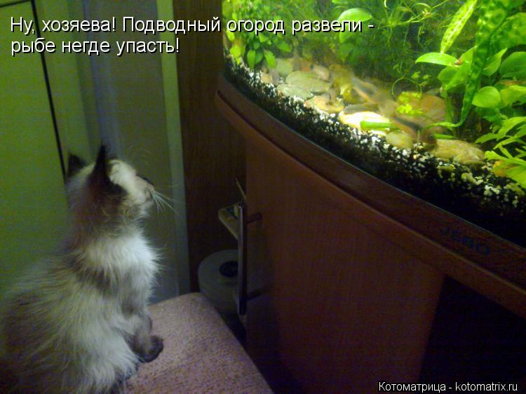 Котоматрица: Ну, хозяева! Подводный огород развели -  рыбе негде упасть!