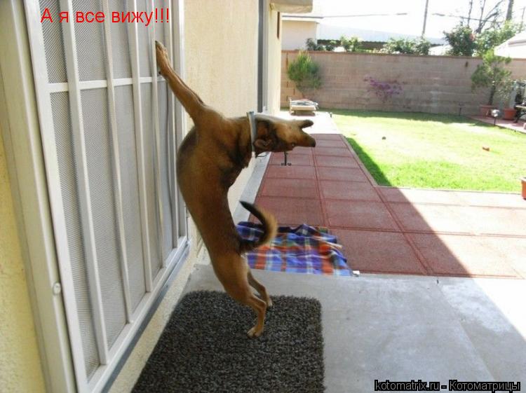 Котоматрица: А я все вижу!!!