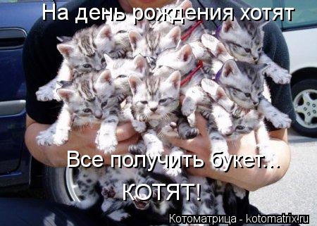 Котоматрица: На день рождения хотят Все получить букет... КОТЯТ!