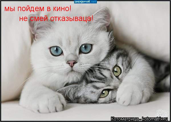 Котоматрица: мы пойдем в кино! не смей отказываца!