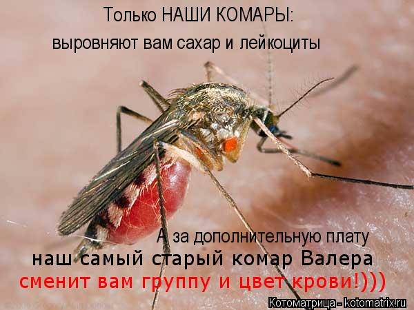Котоматрица: Только НАШИ КОМАРЫ: выровняют вам сахар и лейкоциты А за дополнительную плату наш самый старый комар Валера сменит вам группу и цвет крови!)