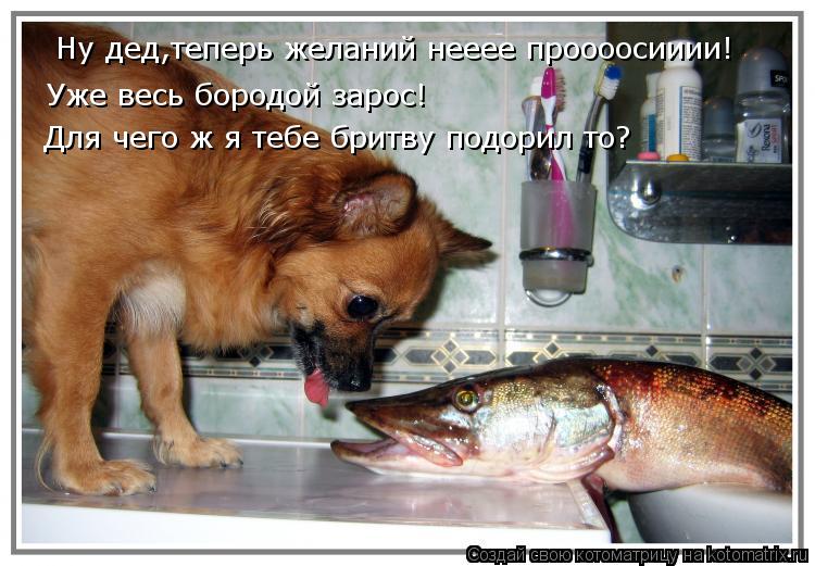 Котоматрица: Ну дед,теперь желаний нееее проооосииии! Уже весь бородой зарос! Для чего ж я тебе бритву подорил то?