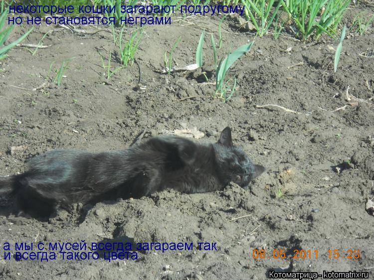 Котоматрица: некоторые кошки загарают подругому но не становятся неграми а мы с мусей всегда загараем так и всегда такого цвета
