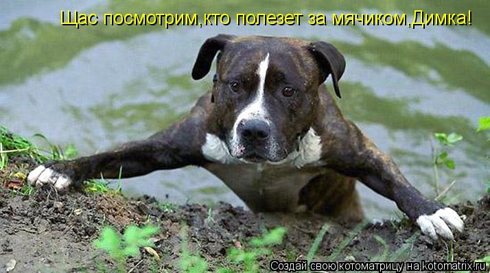 Котоматрица: Щас посмотрим,кто полезет за мячиком,Димка!