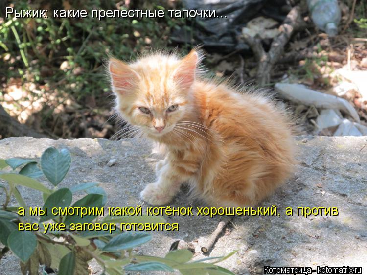 Котоматрица: Рыжик: какие прелестные тапочки... а мы смотрим какой котёнок хорошенький, а против вас уже заговор готовится