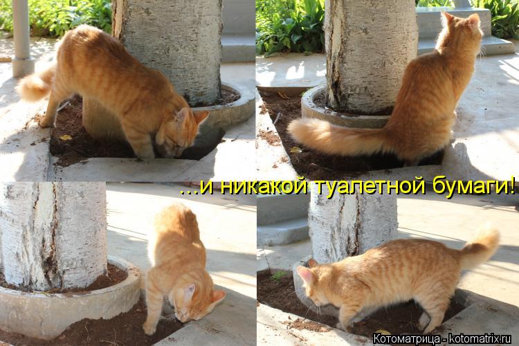 ...и никакой туалетной бумаги!... Котоматрица: ...и никакой туалетной бумаги!