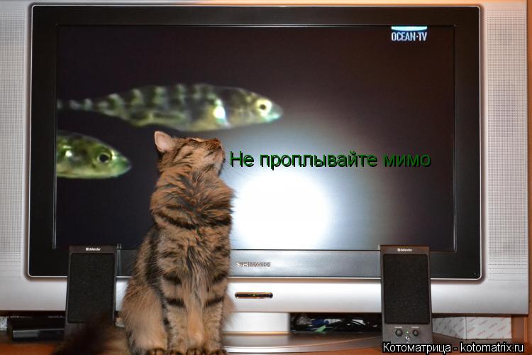 Котоматрица: Не проплывайте мимо