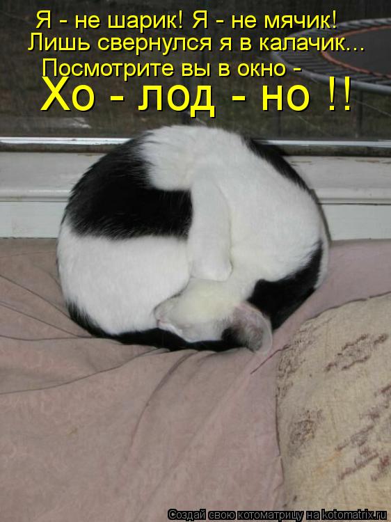Котоматрица: Я - не шарик! Я - не мячик! Лишь свернулся я в калачик... Посмотрите вы в окно - Хо - лод - но !!