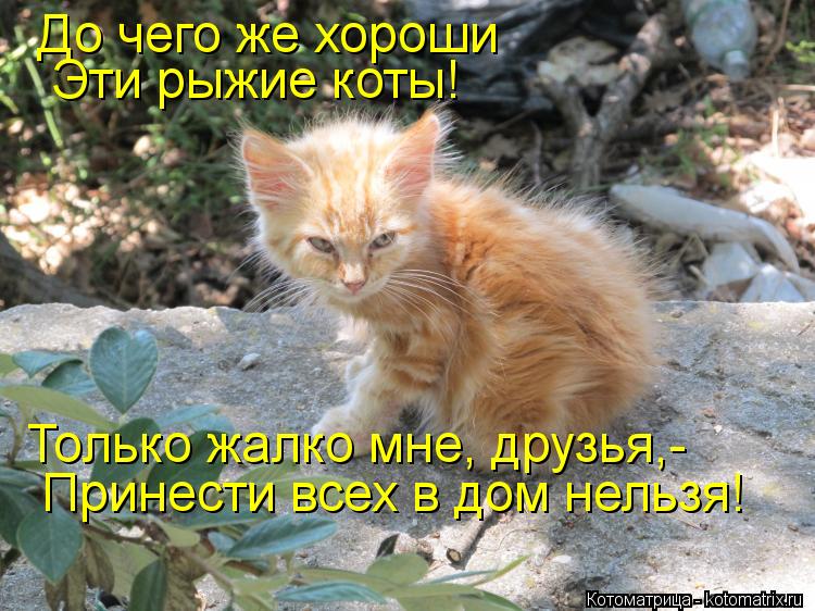 Котоматрица: До чего же хороши Эти рыжие коты! Только жалко мне, друзья,- Принести всех в дом нельзя!
