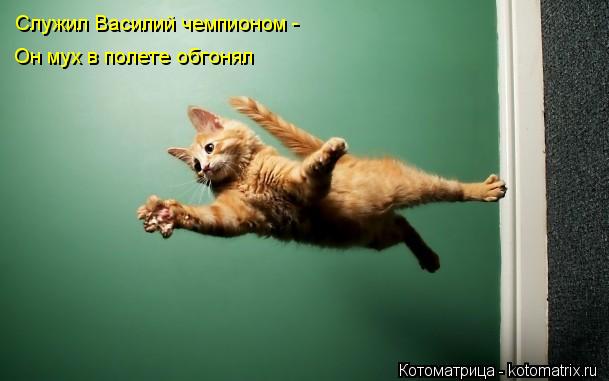 Котоматрица: Служил Василий чемпионом -  Он мух в полете обгонял