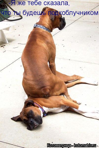 Котоматрица: -Я же тебе сказала, что ты будешь подкоблучником!