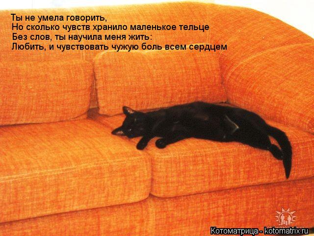 Котоматрица: Но сколько чувств хранило маленькое тельце Без слов, ты научила меня жить: Любить, и чувствовать чужую боль всем сердцем Ты не умела говорит